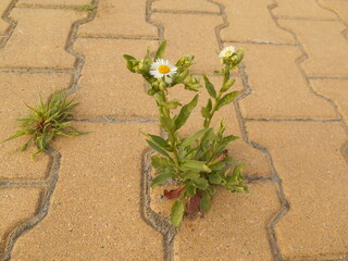 plants on concrete
