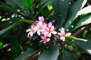 Red frangipani flower
