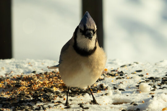 This beautiful blue jay seems to be posing for this picture. The snow all around this bird makes for a pretty white background. The colors of the feathers really stand out with the orange belly.