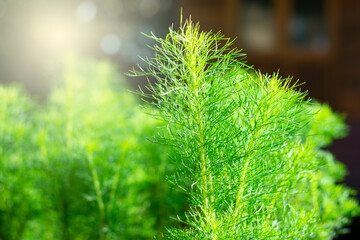 Decoration plant of Eupatorium capillifolium