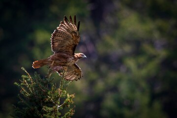 Red-tailed Hawk in Flight