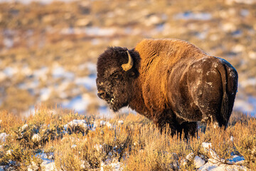 Majestic Bison in Yellowstone Park