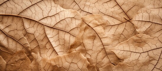 This close-up view reveals the intricate texture of a dry leaf, showcasing the veins, ridges, and patterns that make up its surface.