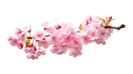 Fototapeta premium pink cherry blossom flower on white