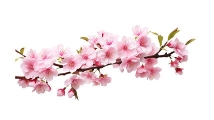 pink cherry blossom flower on white