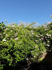 Árbol de flores rosas floreciendo en un día de primavera