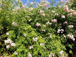 día de primavera arbol floreciendo flores rosas y jacaranda con hojas verdes