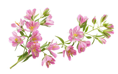 Schizanthus Branch Sticker isolated on transparent Background