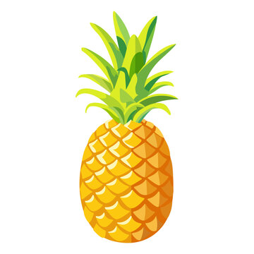 Vector image of pineapple on isolated white background.  Citrus fruit. Ripe and tasty product.
