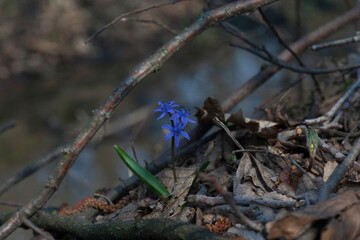 Blue flower near the water in the forest. Blue flower in the forest near the river among the branches.