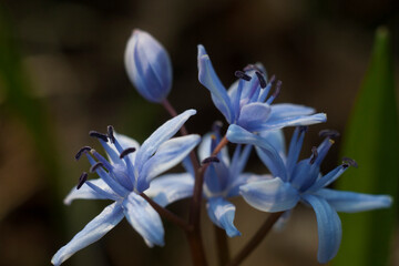 Сlose up of a blue flower. A wonderful forest flower in spring