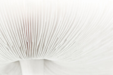 The underside of a fungus, showing the delicate fins. Abstract close up showing part of the stalk...