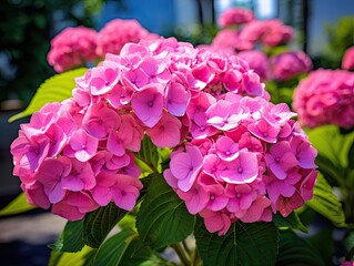 Obraz premium Hydrangea Flowers, Blooming Pink Hortensia, Hydrangea Paniculata Flower Closeup