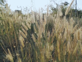 Fototapeta premium Beautiful of grass spring flower