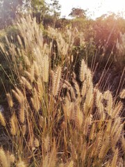 Beautiful of grass spring flower