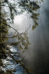 morning in the forest