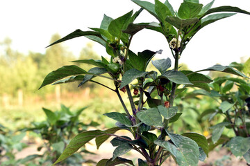 Bell pepper bush with flowers.