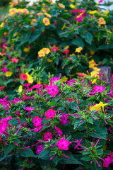 pink flowers in the garden