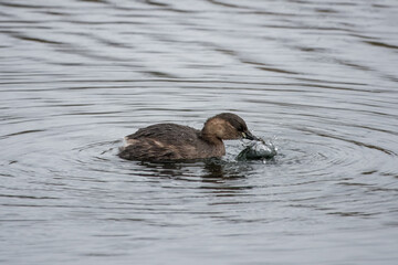 close up portrait of  the little grebe a small dumpy grebe also known as dabchick in the water