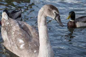 Fototapeta premium close up of young swan cygnet cygnus olor with a mallard duck and water n the background