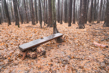 bench made of wood in the autumn forest among fallen leaves