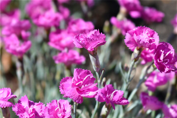 Pink Warden Hybrid flowers