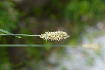 Balkan moor grass flower