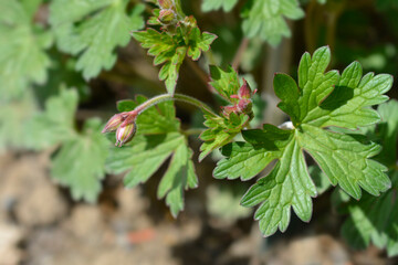 Himalayan Cranesbill Plenum flower buds