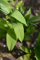 Star flowered lily of the valley leaves
