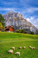 Grindelwald, Swizterland with Mettenberg Mountain in the Bernese Alps. - 751468341