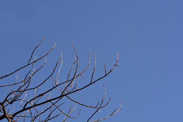 Candadian poplar branch in winter