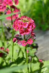 Japanese Primrose Millers Crimson flowers