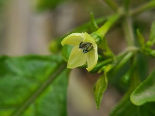 flower, purple, nature, pink, plant, garden, bloom, flora, geranium, blossom, spring, petal, flowers, summer, macro, beauty, petals, hibiscus, floral, pollen, beautiful, blue, closeup, color