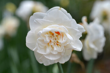 Double Daffodil Flower Drift flower