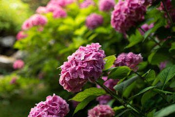 Lush bushes of blooming pink hydrangea in the park..