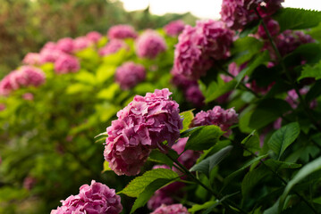 Lush bushes of blooming pink hydrangea in the park..
