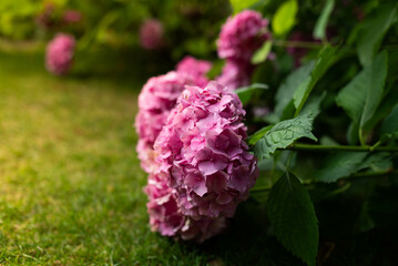 Lush bushes of blooming pink hydrangea in the park..