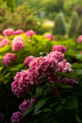 Lush bushes of blooming pink hydrangea in the park..