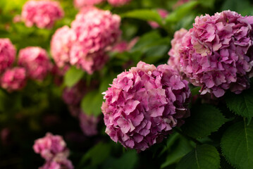Lush bushes of blooming pink hydrangea in the park..