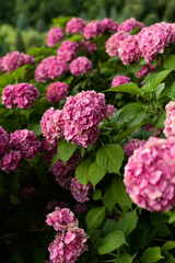 Lush bushes of blooming pink hydrangea in the park..