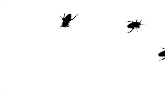 Black Silhouettes cockroach running on white background. Black and White for compositing and presentation. Alpha matte isolated.