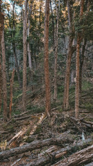 pine forest in the autumn