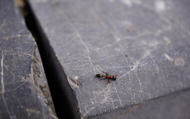 A fire ant crawling on the rock