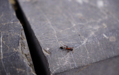 A fire ant crawling on the rock