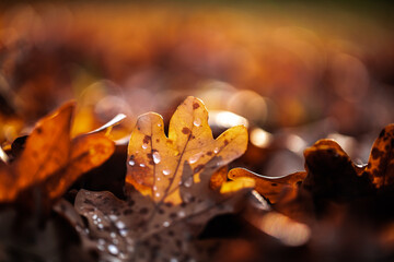 Orange Autumn leaves on the ground
