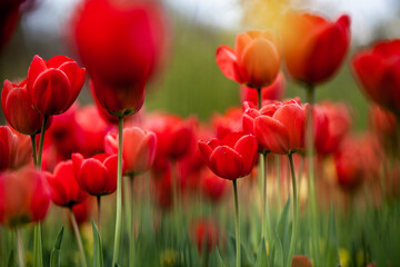 Spring meadow full of red tulips