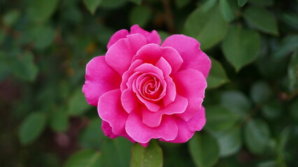 pink rose flower