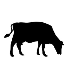 Black silhouette cow