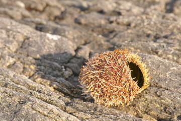 Dry sea urchin, rocks and environment with sunshine, beach and tidal pool with adventure and eco...