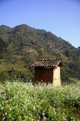 Little house with brick roof in the middle of flower field in Ha Giang, Vietnam